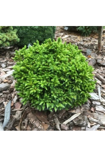 Криптомерія Грін Перл у ланшафті